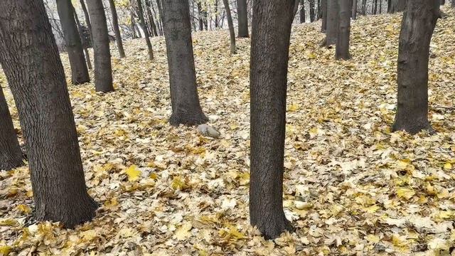 Кормим белочек 🐿️ в Нескучном саду (04.11, Парк Горького, Москва) | Feeding the squirrels | # 123 смотреть онлайн
