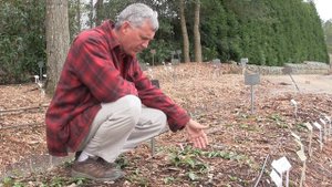 Trillium Production at Plant Delights Nursery