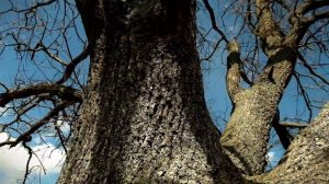 ЪЭХО ДВОРА — НЕБЕСА