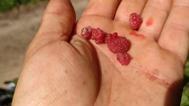 Wild Raspberries (Rubus idaeus) смотреть онлайн