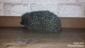 Ёжик зажигает