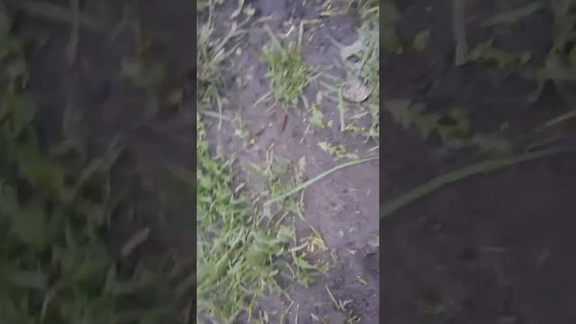 [в гости к нам насекомое добро пожаловать саранча?] САРАНЧА В ОГОРОДЕ? В ПАВЛИКЕ!!!!!?| САРАНЧА?