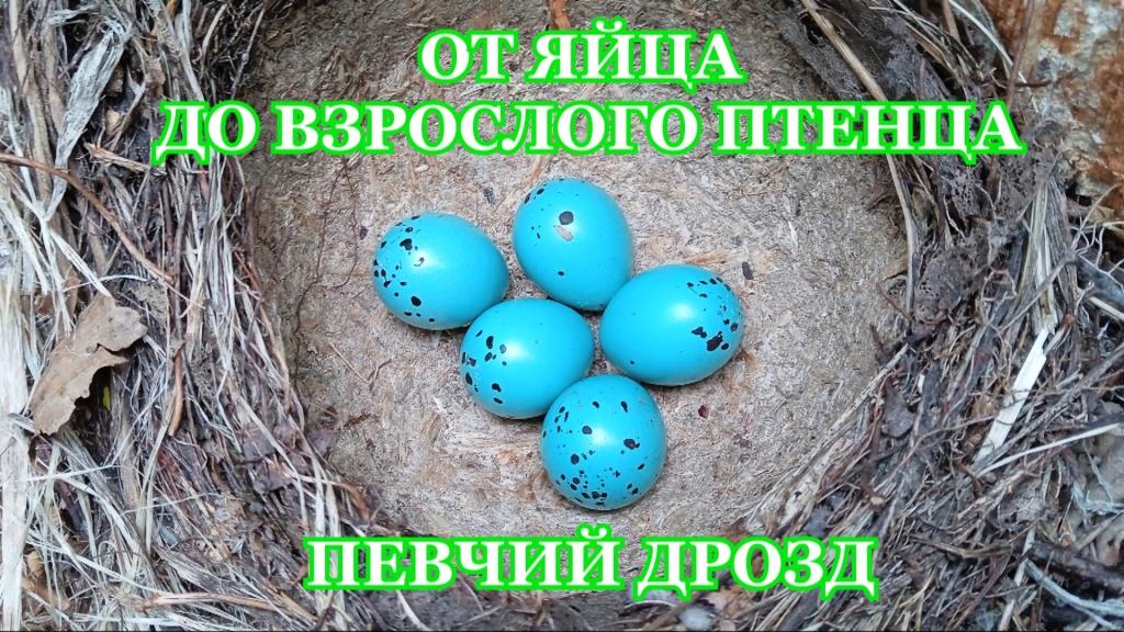 От яйца до взрослого птенца. Певчий дрозд  ( Turdus philomelos )