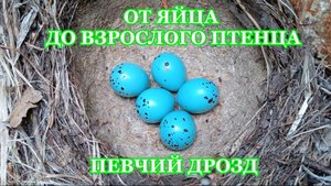 От яйца до взрослого птенца. Певчий дрозд  ( Turdus philomelos )