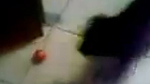 Шарпей і мандаринка)) смотреть онлайн