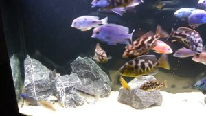 Цихлидник 260 литров