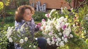 Хризантемы  - Сад Людмилы Кудасовой