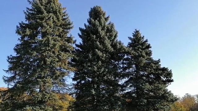 Санкт-Петербург. Южно-Приморский парк. Пруд "Восьмёрка". 21.10.2023.