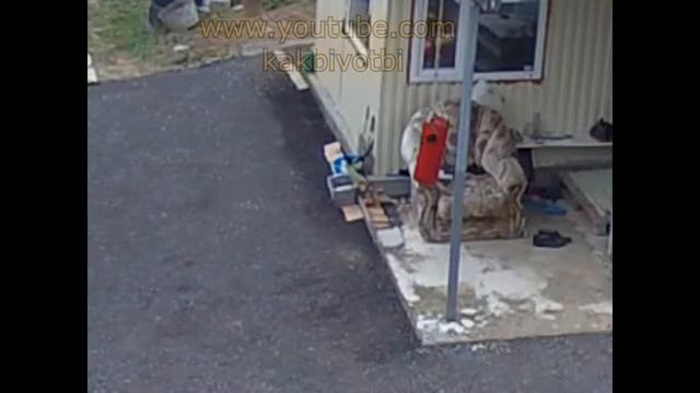 Так вот кто хозяйничает на моей даче смотреть онлайн