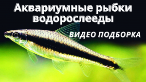 Аквариумные рыбки водорослееды (ТОП 7)