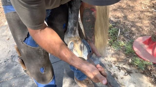 Farrier-Hoof Restoration-Satisfying