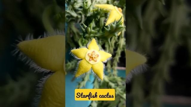 Stapelia grandiflora/ Starfish cactus/ Piaranthus cactus/Hanging cactus plant/ tapelia flavopurpure