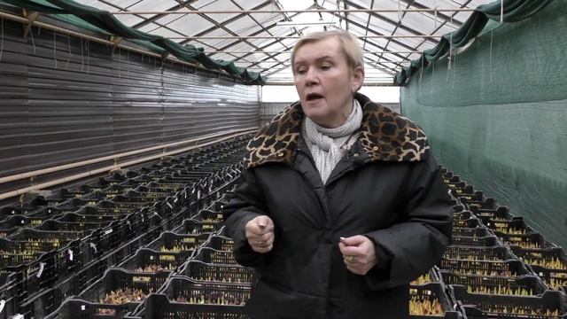 Как мы выращиваем тюльпаны к 8 марта.