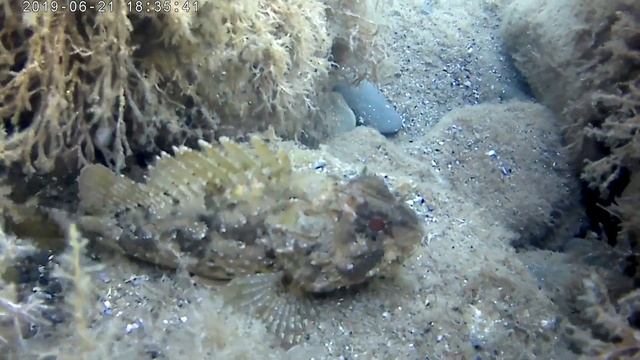 Морской ёрш смотреть онлайн