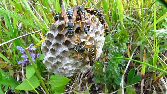 Бумажные осы - полисты смотреть онлайн