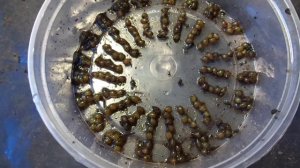 Коконы «Красный Калифорнийский Червь» Эйсения Андреа Eisenia Andrea 06.04.2015 1