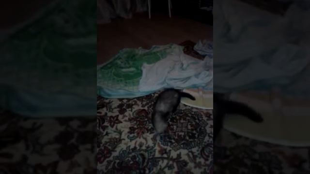 Хорек сушится после купания смотреть онлайн