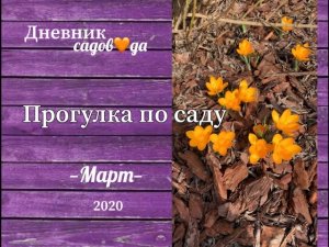 Сад быстро просыпается. С чего начать сезон? Работы в саду весной. Архив. Дневник садовода