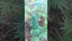 Конопля в мешках за 12 рублей