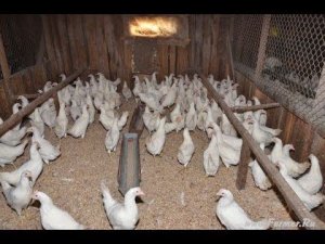 Содержание кур. Хозяйство Гридневых