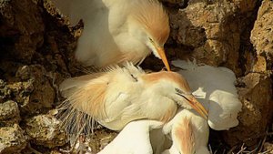 Cattle Egret - Koereiger - ( Strange Mating )