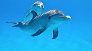 MÚSICA PARA SANAR CON CANTO DE DELFINES