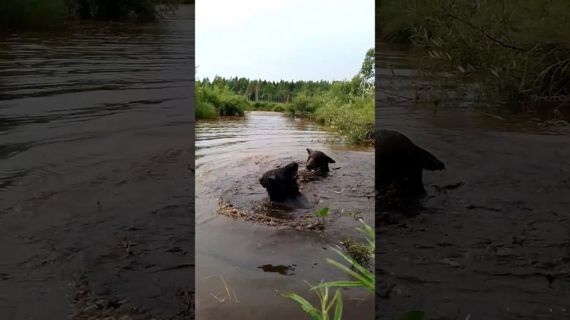 Медведи поменяли место купания.