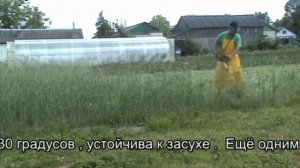 Рожь как сидерат