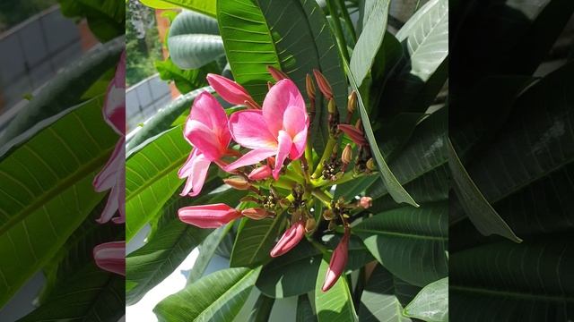 Плюмерия на окне. Франжипани #plumeria#frangipani#frangipane#плюмерия#франжипани#плюмерияизчеренка