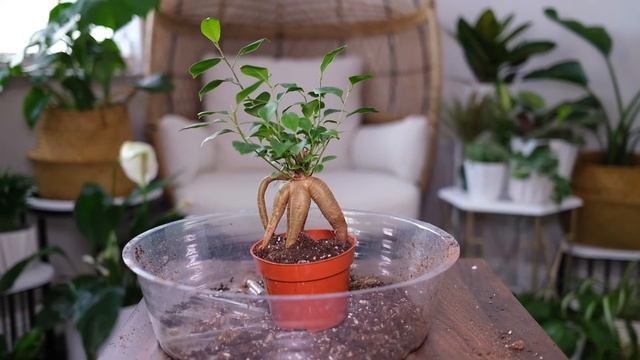 Ginseng Ficus (Microcarpa) Care And Growing Guide смотреть онлайн
