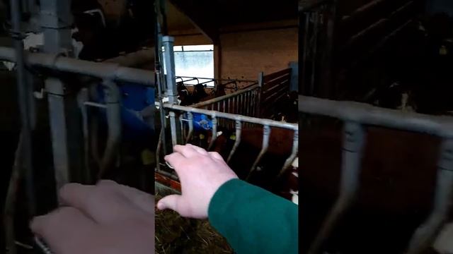 Работа в Норвегии, работа на коровьей ферме в Норвегии. Автоматизированная ферма. Farm in Norway смотреть онлайн