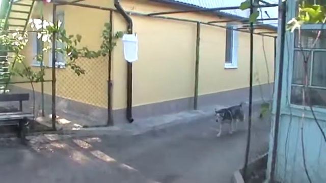 Хаски разные бывают, даже грязные, 18 Мая 2010, 17:31:35 смотреть онлайн