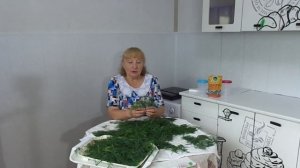 Букет из укропа ценный подарок в старину. А что сейчас мы делаем с укропом? Заготовка.