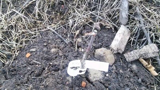 фундук Трапезунд, прививки после зимы. Здесь жил заяц) смотреть онлайн