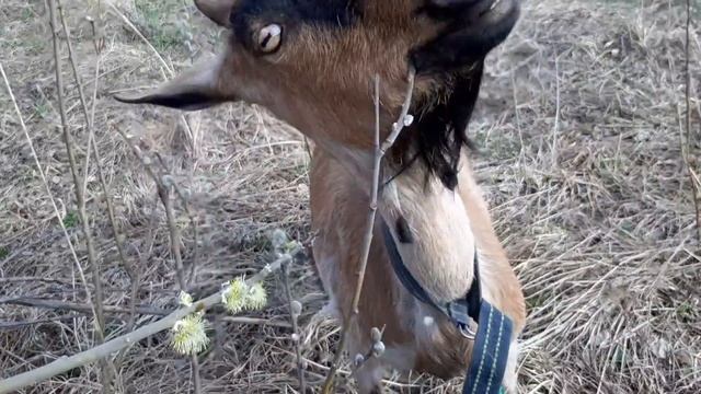 Коза на прогулке, козлятки, продажи из дома, мой ужасный характер. Колорлон. смотреть онлайн