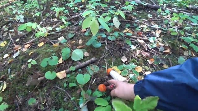 Первые опята в Перми. Пришла пора осенних грибов. 12 сент 2023 смотреть онлайн