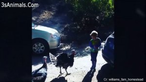 Смешные люди, пугающие животных  Смешное видео 2020