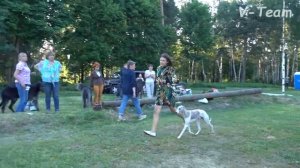 Лучшая рабочая собака выставки. Грейхаунд, ирландский волкодав и уиппет.