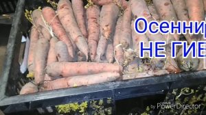 Хранение моркови в зимнее время/Способ хранения/Сорта