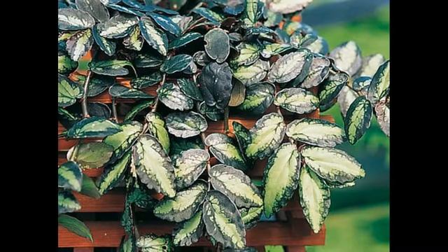 Пеллиония : уход в домашних условиях, пересадка и выращивание смотреть онлайн