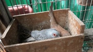 Бриллиантовая горлица. Diamond turtle dove.