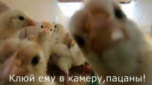 Как живут цыплята в курятнике