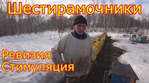 Шестирамочники после зимы, РЕВИЗИЯ и СТИМУЛЯЦИЯ!