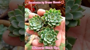 🌸Echeveria Black Tips🌸