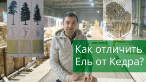 Как отличить ель от кедра?