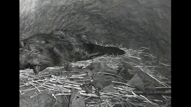 Прямая трансляция пользователя воронежский заповедник смотреть онлайн