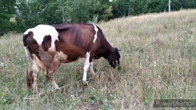 ПРОДАТЬ ВСЕХ СВОИХ КОРОВ И КУПИТЬ НОВЫХ