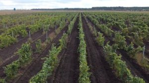 В Самарской области выращивают винные сорта винограда