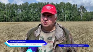 В Нижегородской области продолжается уборочная кампания