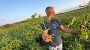 Ноутилл опять удивляет! Соя у Олега Новичихина. Стадия-конец вегетации.